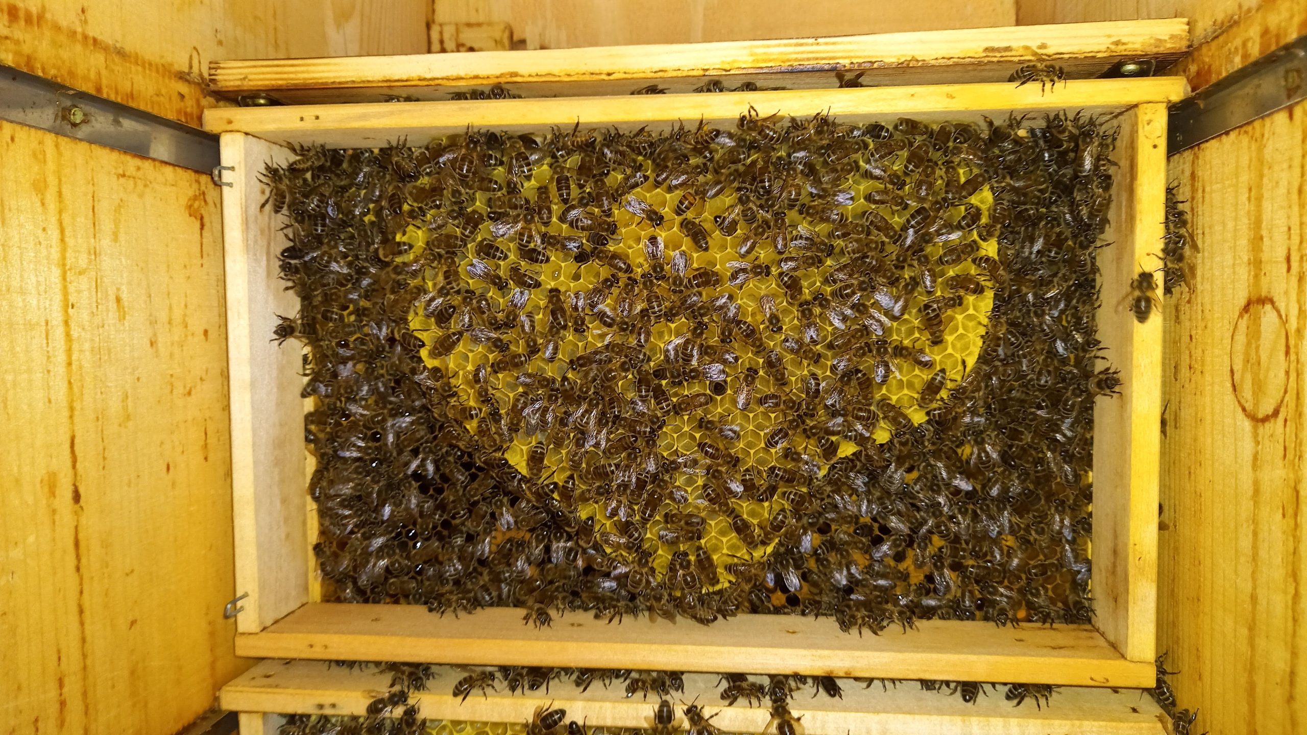 Die Bienen schenkten mir ein Herz